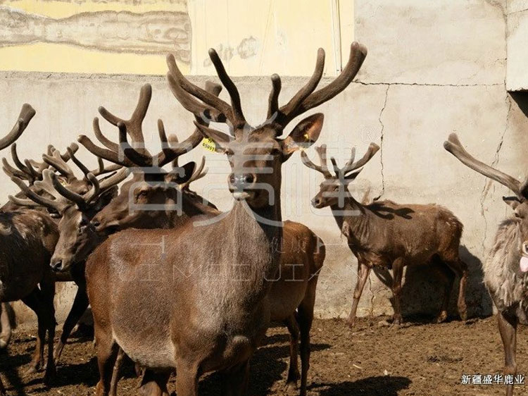 新疆昌吉盛華商貿鹿舍